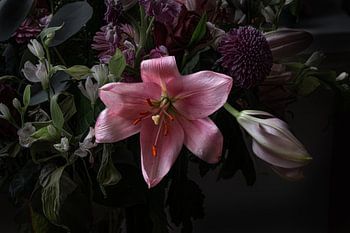 Blumen bei schwachem Licht