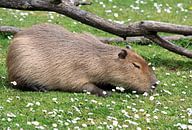 Capibara in de zon van MSP Canvas thumbnail