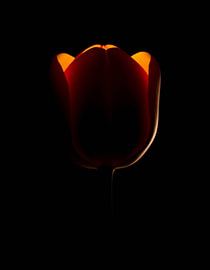 „Ember Tulip XII“ von Ember Bloom