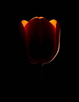 “Ember Tulip XII”