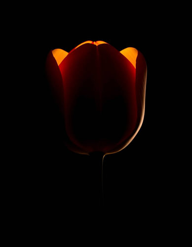 „Ember Tulip XII“