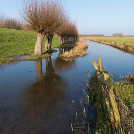 Polderlandschap met knotwilgen en sloot van Jan Pott