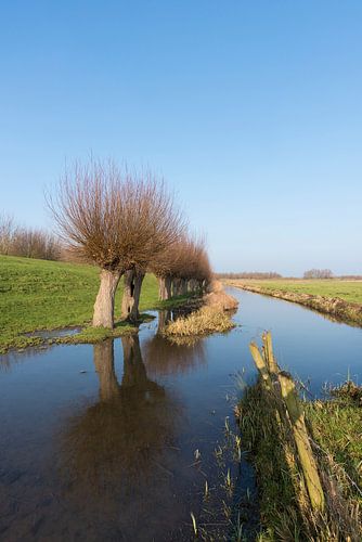 Paysage de polder avec saules têtards et fossé