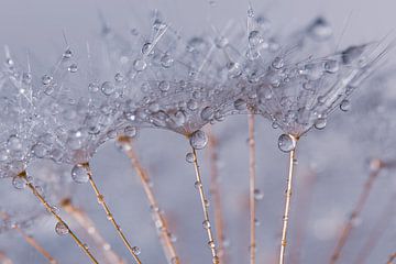 Dancing droplets on fluff of a fluff ball