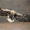 Zee arend zet de landing in. van Martina van Raad
