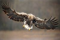 Sea eagle initiates landing.