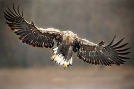 Seeadler beginnt mit der Landung.