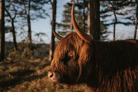 Portrait of a shot highlander by Froukje Wilming