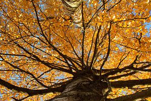 Un bouleau avec ses branches sur Christa Kramer