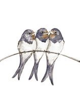 Drie jonge zwaluwen