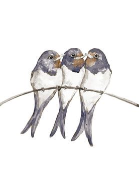 Three young swallows