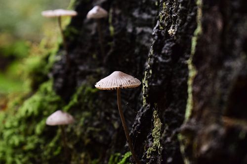 Mushrooms on tree trunk