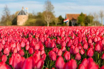 Tulpenveld, 't Huys Dever, Lisse, Nederland. van Alexander Schippers