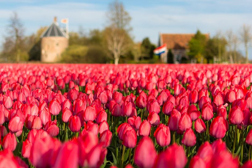 Tulip field, 't Huys Dever, Lisse, Netherlands. by Alexander Schippers