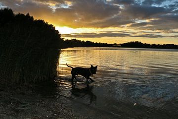 sunset doggy