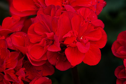 Passievol Rood: Fluwelen Pelargonium