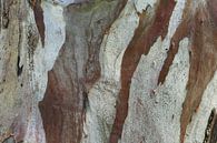 Plataan by Jacques van der Neut thumbnail