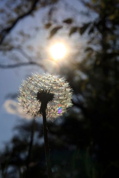 Dandelion by Thomas Jäger