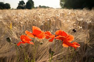 Mohnblumen auf dem Feld