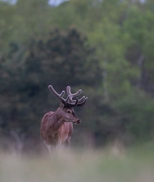 Cerf rouge solitaire dans une prairie sur Peter Ponsteen