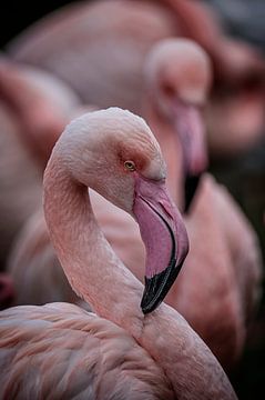 Roze flamingo portret van Ron Meijer Photo-Art