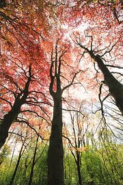 Tricolore sur Bob Bleeker