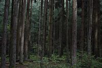 une forêt de conifères, Ardennes