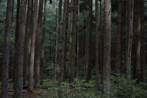 Naaldbos in de Ardennen, België