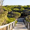 Ein Holzsteg schlängelt sich durch einen mediterranen Pinienwald, Naturschutzgebiet, Pinar De La Almadraba, Pinares De Rota, Rota, Cádiz, Andalusien, Spanien von Fotos by Jan Wehnert