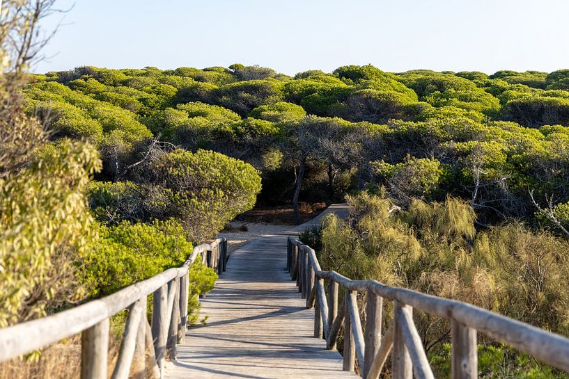 A wooden walkway winds through a Mediterranean pine forest, nature reserve, Pinar De La Almadraba, Pinares De Rota, Rota, Cádiz, Andalusia, Spain by Fotos by Jan Wehnert