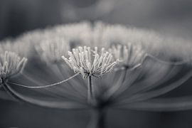 Screen flower with hoarfrost by Leanne lovink