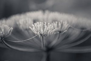 Schermbloem met rijp