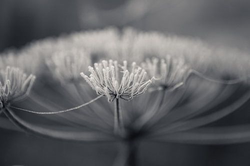 Schermbloem met rijp