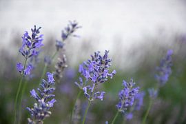 Field with lavender by Bianca ter Riet