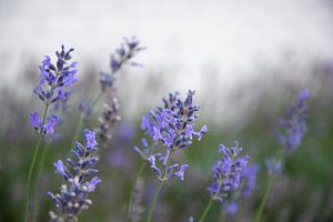 Feld mit Lavendel
