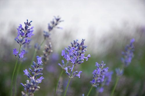 Feld mit Lavendel von Bianca ter Riet