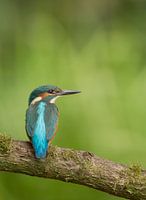 Kingfisher in green surroundings