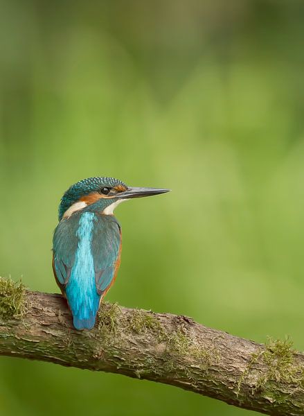 Kingfisher in green surroundings by Pascal De Munck