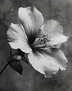 Shadowbloom van Franka Poulain