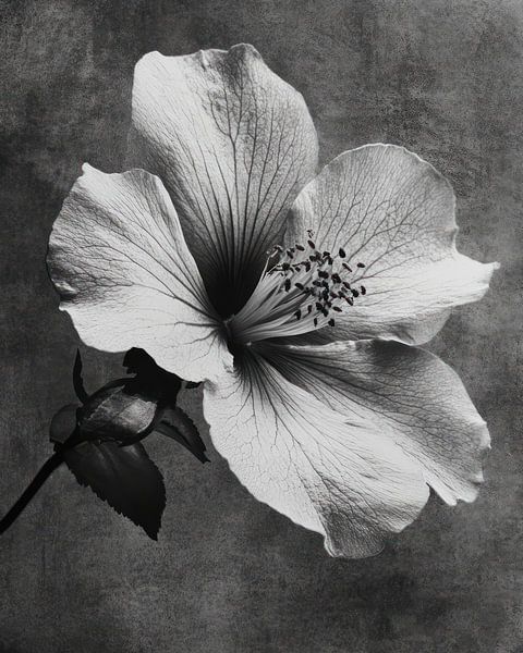 Fleur d'ombre par Franka Poulain