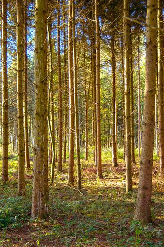 Concept nature : Walking through woods