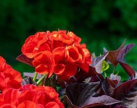 Fleurs de géranium rouge