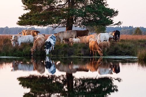 Cows at the waterfront