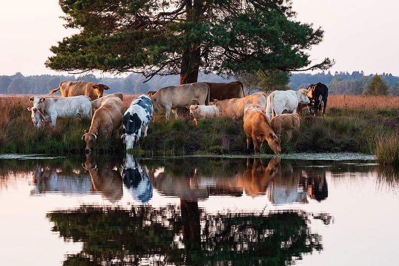 Cows at the waterfront by Hermien Post