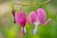 Pink Bleeding Heart Flowers