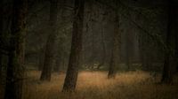 Herbst in der Forstwirtschaft Dorst