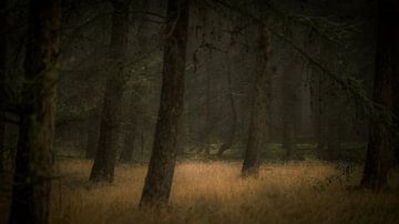 Herbst in der Forstwirtschaft Dorst von Patrick Rosenthal