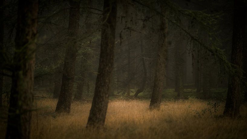 Autumn in Forestry Dorst by Patrick Rosenthal