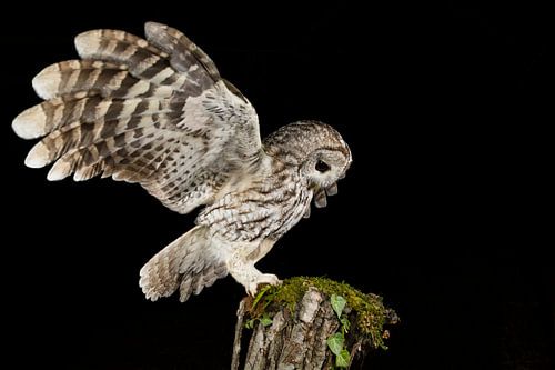 Bosuil (Strix aluco) in de nacht.