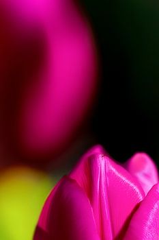 Colour up your life, magic tulips